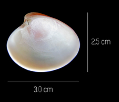 Lamelliconcha vinacea