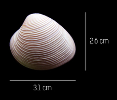 Lamelliconcha vinacea