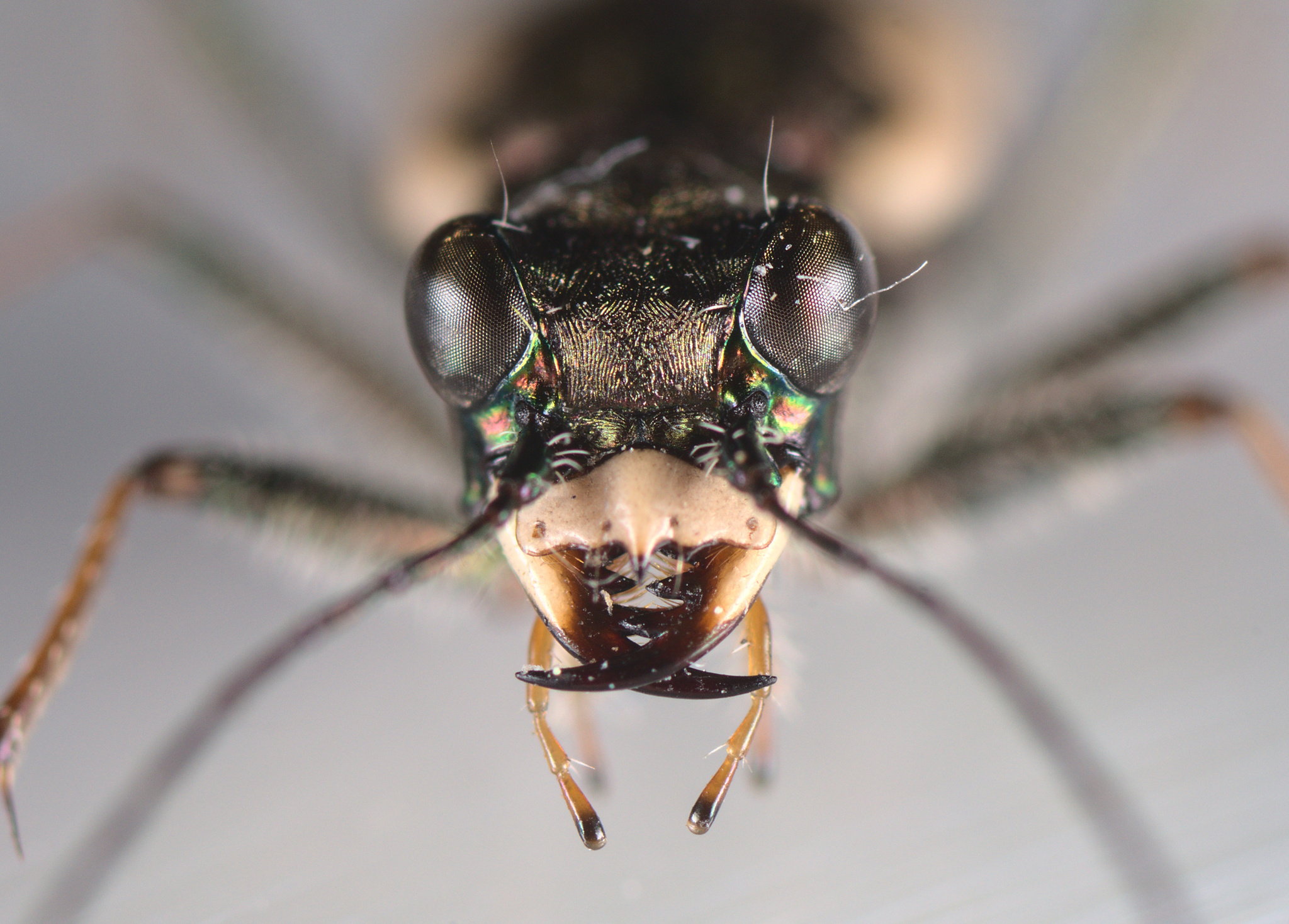 Wide-banded tiger beetle (Neocicindela latecincta) · iNaturalist