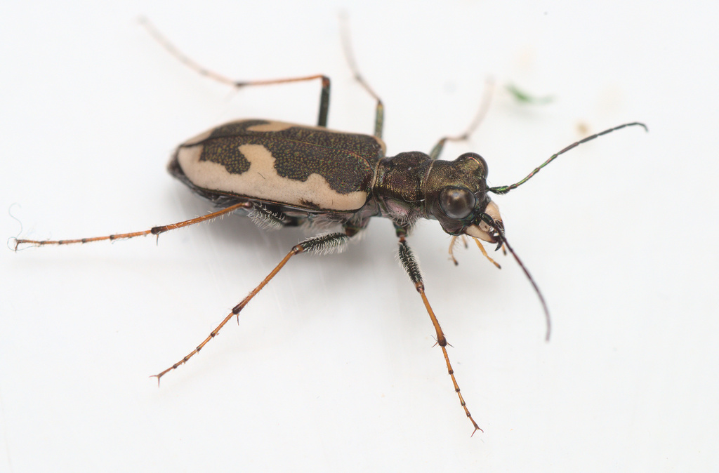 Wide-banded tiger beetle
