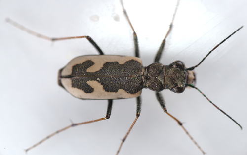 Wide-banded tiger beetle photo 3