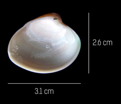 Lamelliconcha vinacea