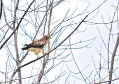 Buteo jamaicensis