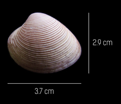 Lamelliconcha vinacea