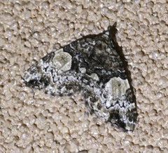 Chrysolarentia phaedra