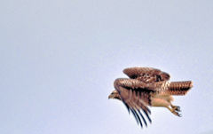 Buteo jamaicensis