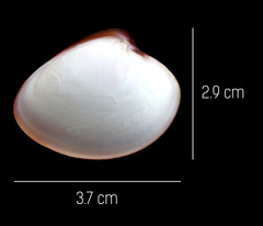 Lamelliconcha vinacea