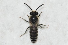 Colletes simulans