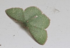 Eucyclodes metaspila