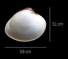 Lamelliconcha vinacea