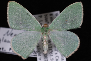 Nemoria glaucomarginaria