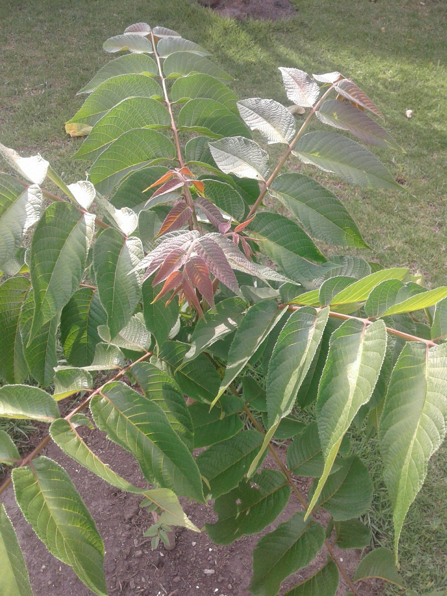 Juglans image