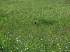 Chrysomus icterocephalus