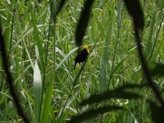 Chrysomus icterocephalus