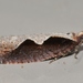 Epinotia lindana - Photo (c) Andy Reago & Chrissy McClarren,  זכויות יוצרים חלקיות (CC BY)