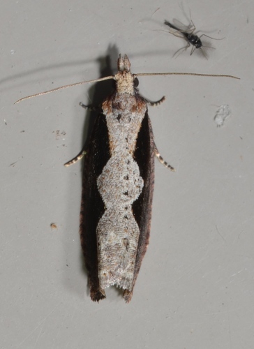 Diamondback Epinotia Moth photo 3