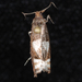Epinotia crenana - Photo (c) Jeremy deWaard. University of British Columbia., algunos derechos reservados (CC BY)