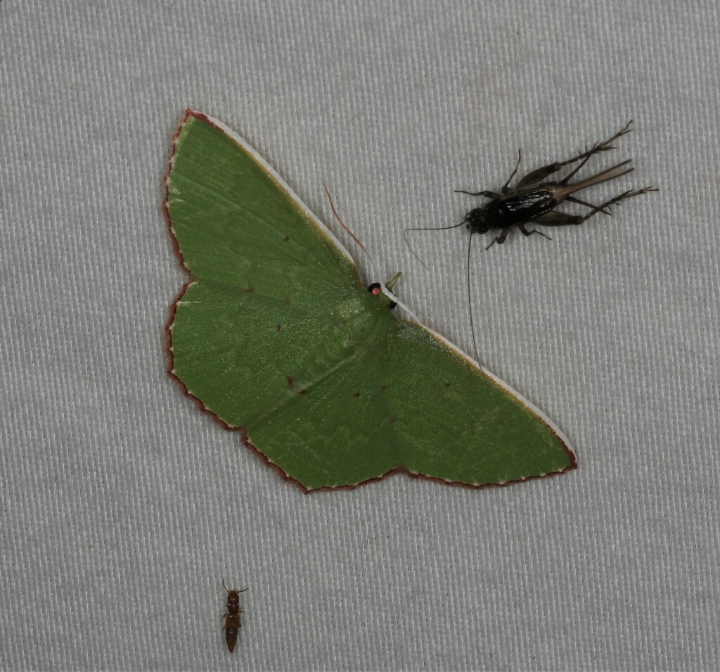 Oenospila flavilinea