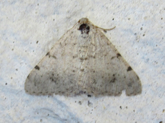 Digrammia pervolata