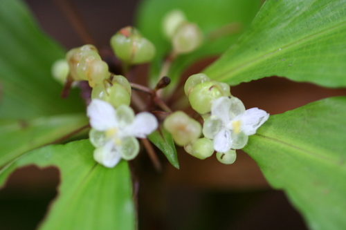 Umbelled Pollia (Pollia subumbellata)