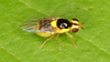 Frit Flies - Photo (c) John Guerin, some rights reserved (CC BY-NC), uploaded by John Guerin