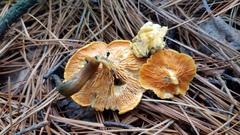 Hygrophoropsis aurantiaca image