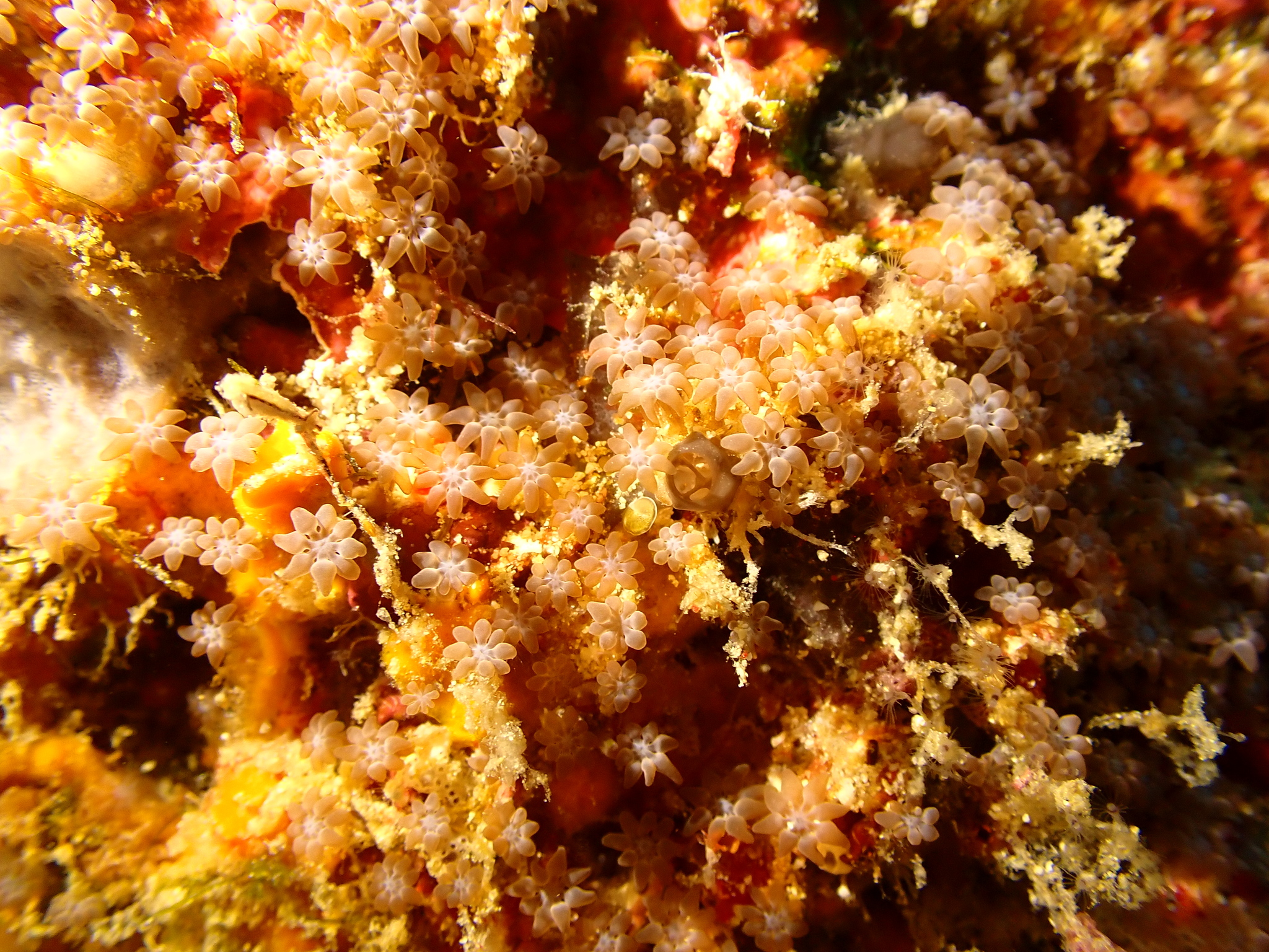 Acrossota amboinensis (Burchardt, 1902)