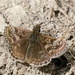 Dingy Skipper - Photo (c) Ian Boyd, some rights reserved (CC BY-NC)