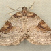 George's Carpet Moth - Photo (c) Dick, some rights reserved (CC BY-NC-SA)