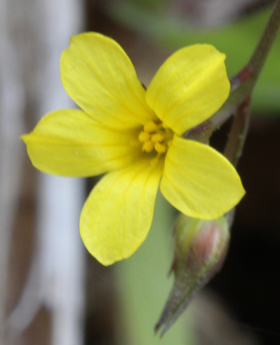 Linum trigynum