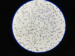 Clitocybe gibba image