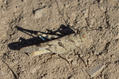 Trimerotropis occidentalis