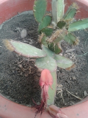 Rhipsalidopsis gaertneri