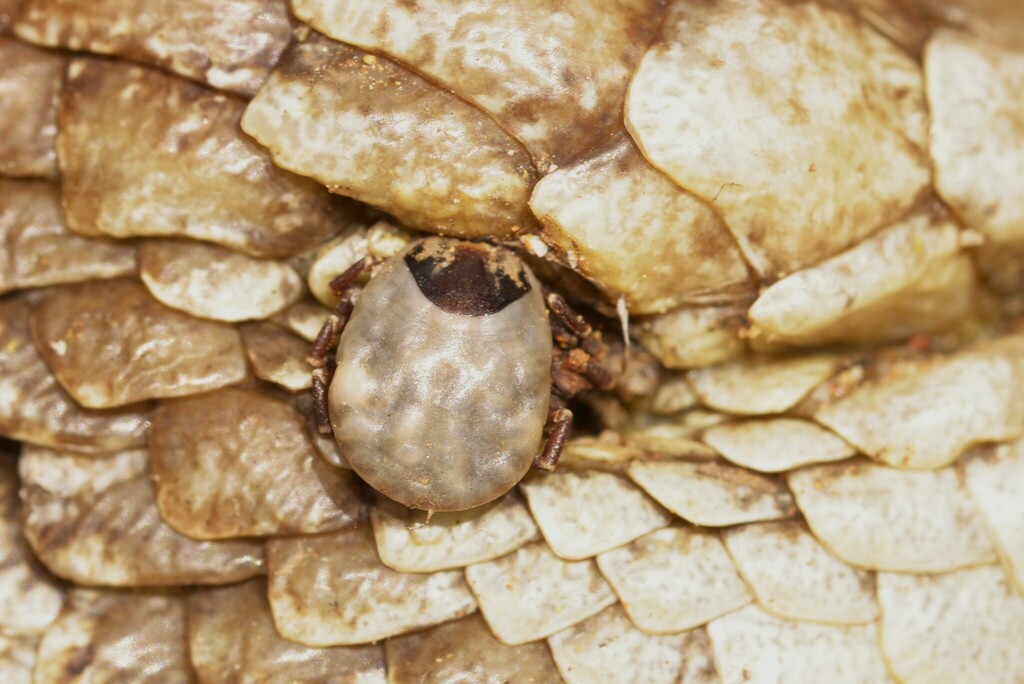 Amblyomma albolimbatum