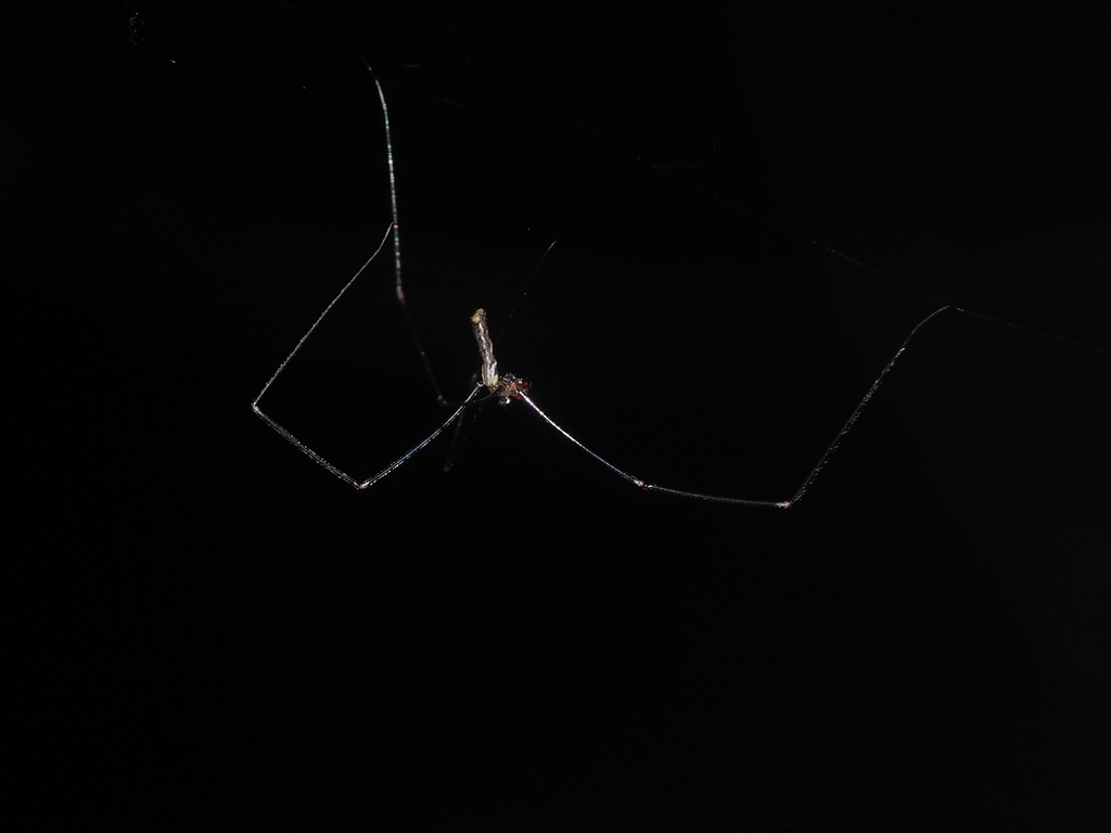 Pholcus gracillimus