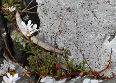 Samolus repens repens