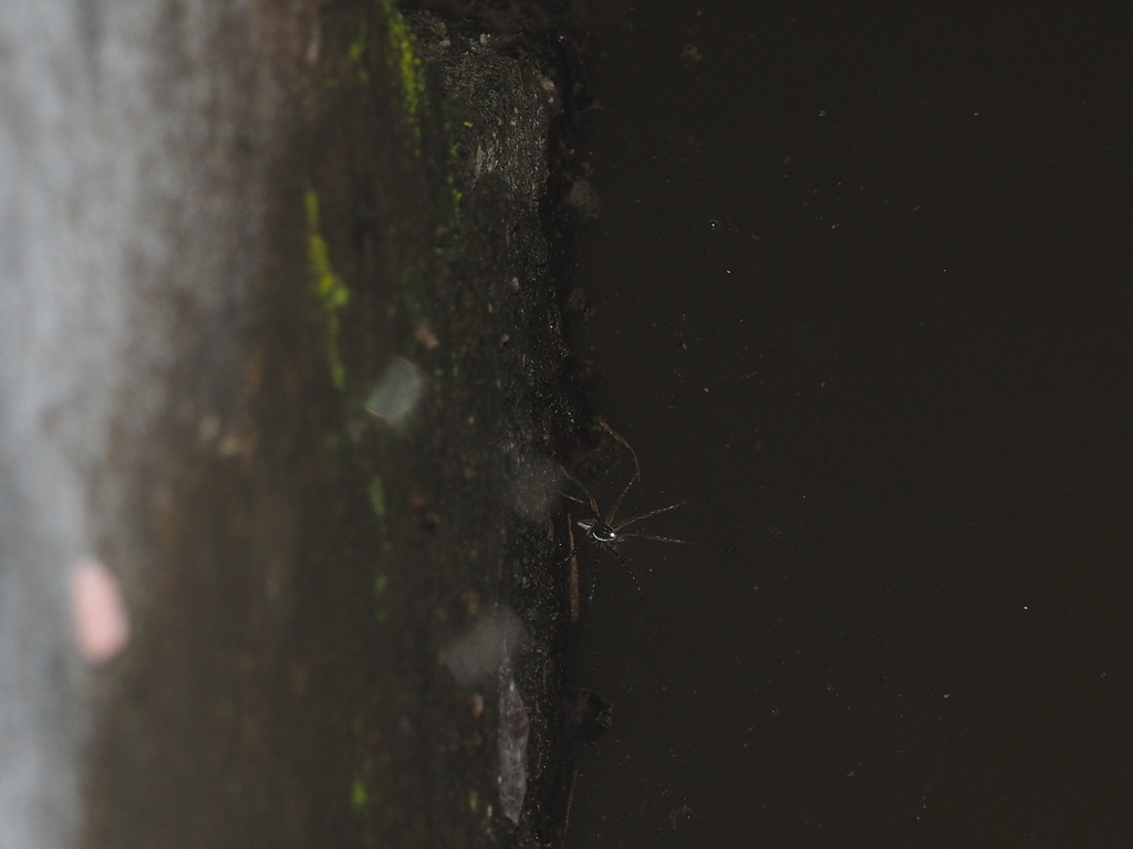 Dolomedes spathularis