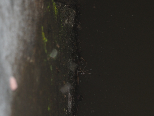 Dolomedes spathularis