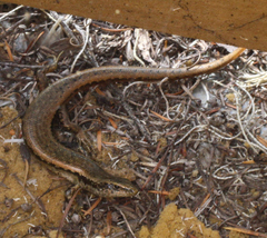 Oligosoma smithi