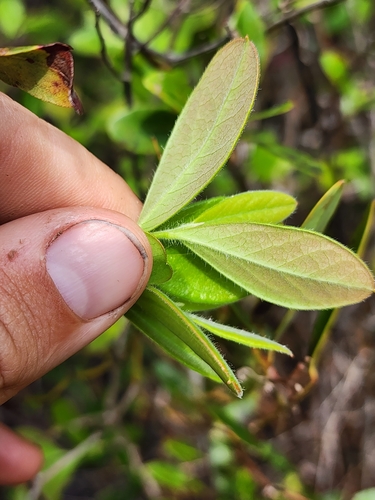 Image of Gaylussacia mosieri by (c) Scott Allen Davis, some rights reserved (CC BY)