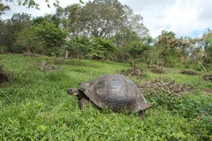 Chelonoidis niger porteri