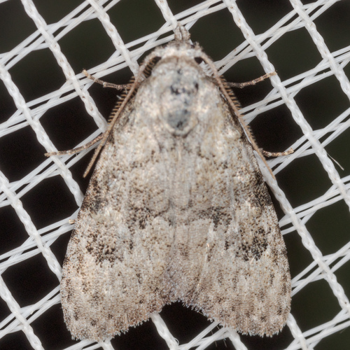 Confused Meganola Moth photo 5