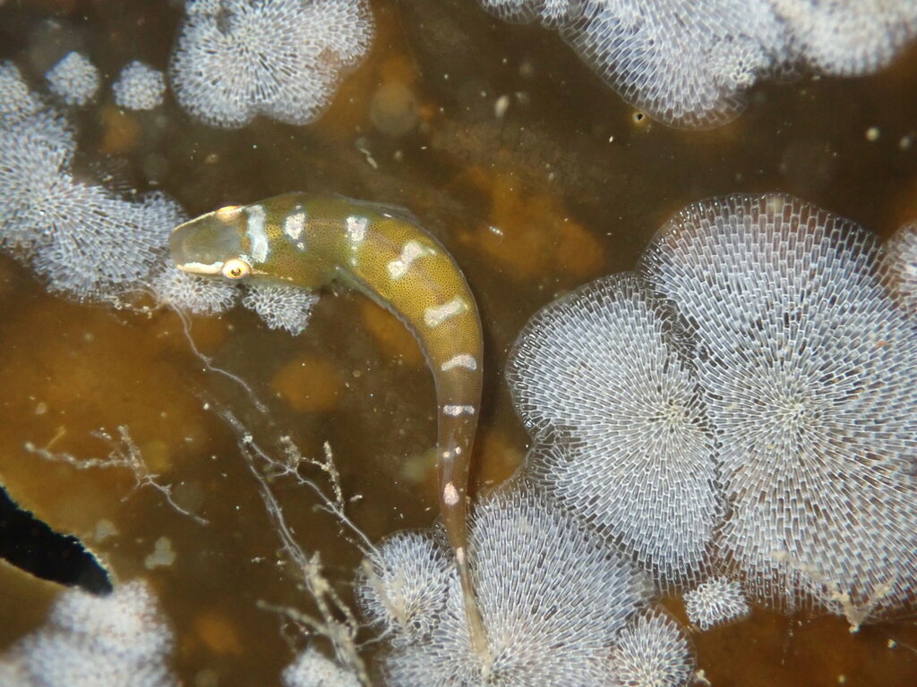 Kelp-zuigvis (Rimicola muscarum) — Gobiesocidae