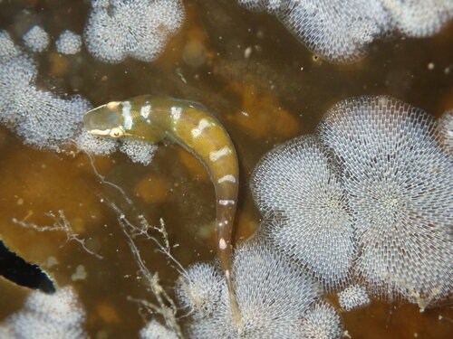 Kelp clingfish (Rimicola muscarum) — Gobiesocidae