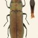 Agrilus viridicaerulans rubi - Photo (c) Pierrick Bloin, some rights reserved (CC BY-NC), uploaded by Pierrick Bloin