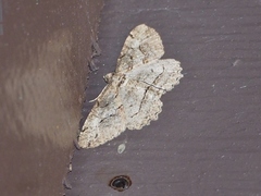 Stenoporpia pulmonaria