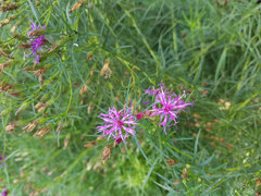 Vernonia lettermannii