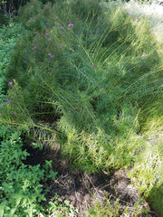 Vernonia lettermannii