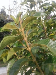 Chionanthus pubescens