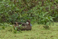Anas bahamensis galapagensis